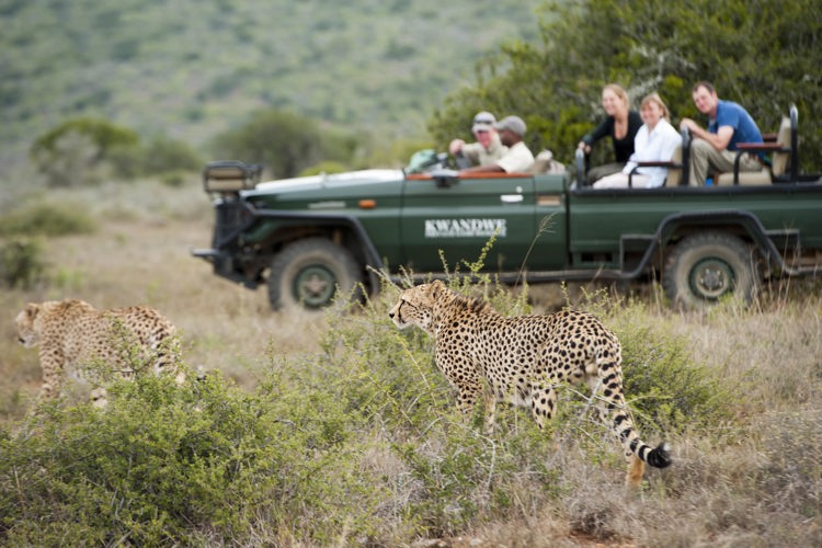 kwandwe game drive