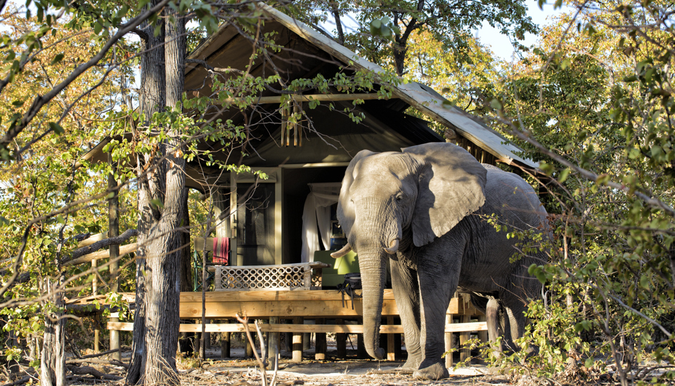 Hyena Pan Tented Camp