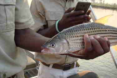 Tiger Fish River Zambezi