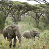 Elephants Ngorongoro Carater