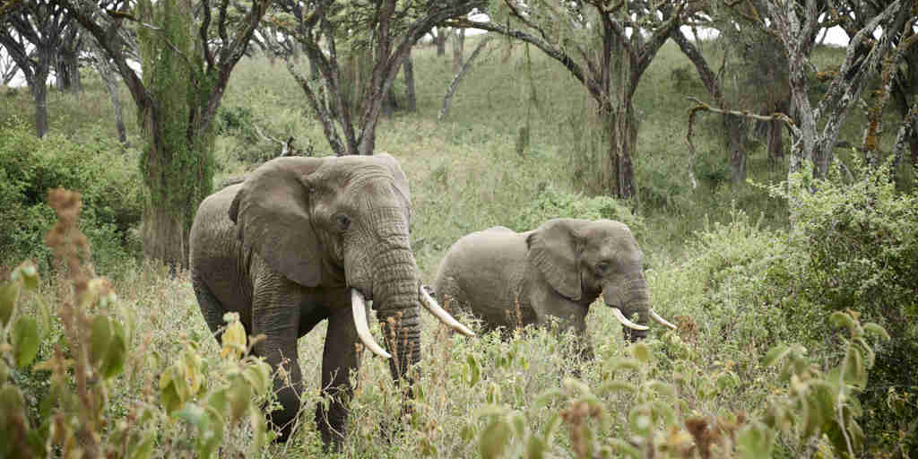 Elephants Ngorongoro Carater
