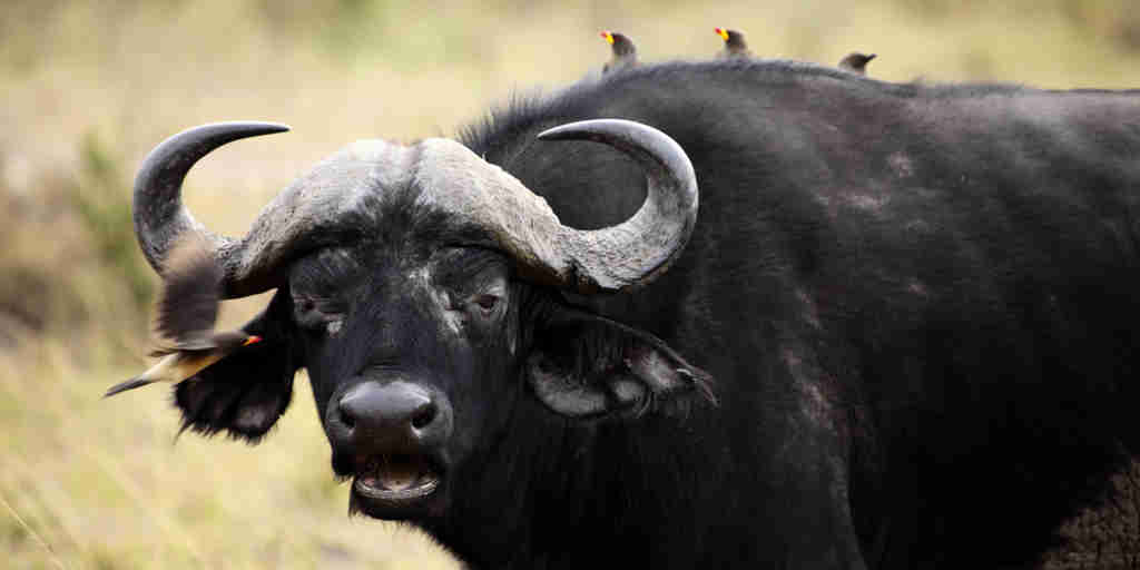 buffalo Tanzania