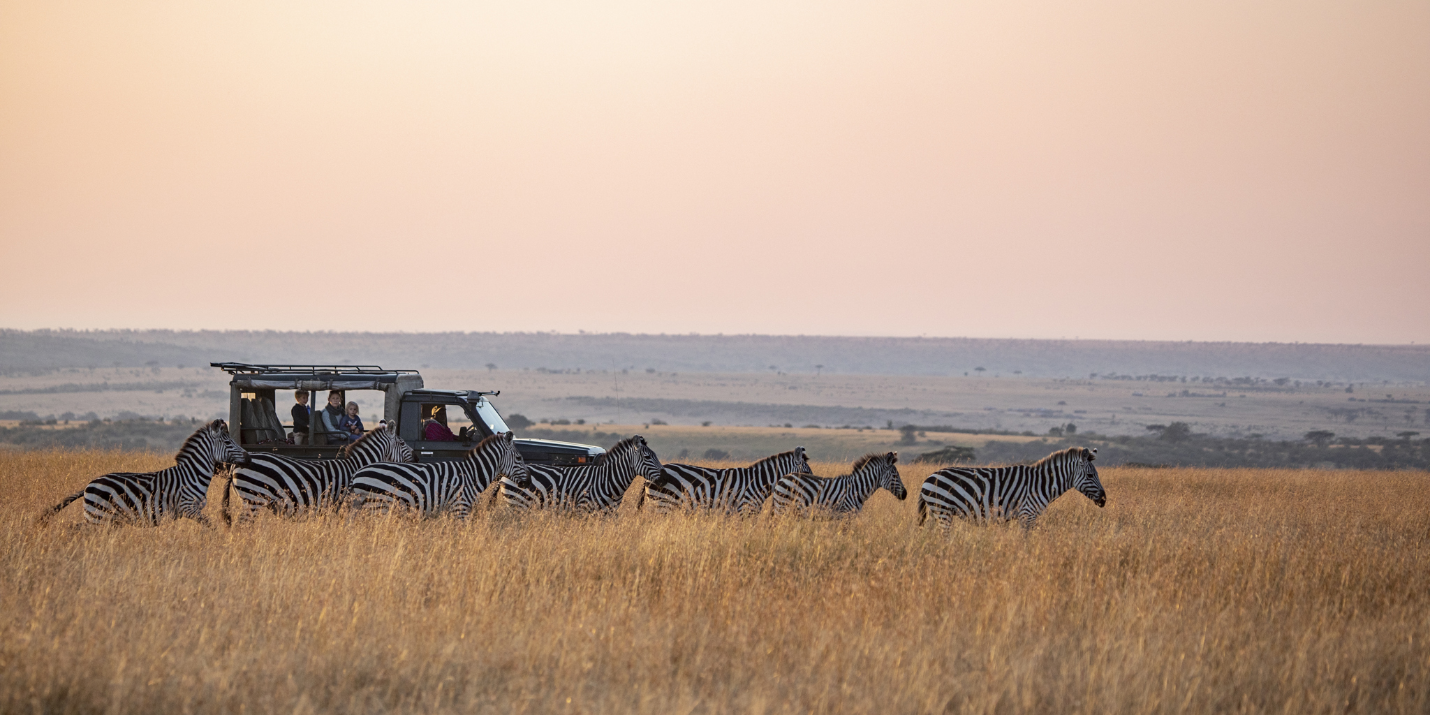 yellow zebra safaris