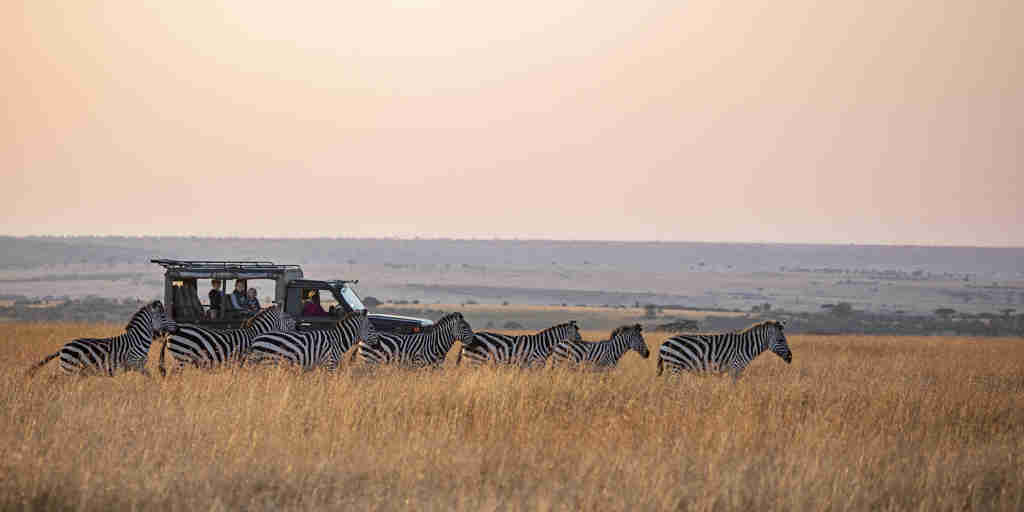 Kenya Game Drive zebra yellow zebra safaris