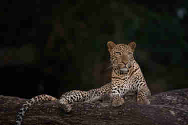 Zambia Leopard