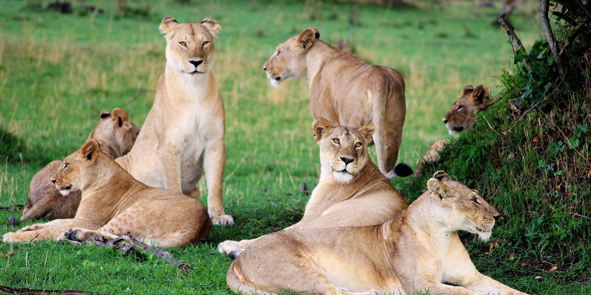 serengeti bushtops lions wildlife tanzania yellow zebra safaris