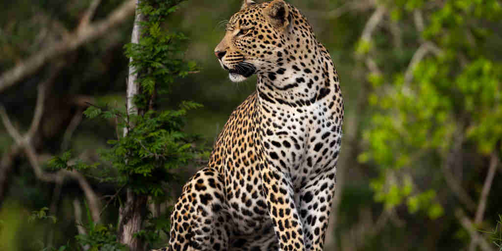 leopard cheetah plains south africa yellow zebra safaris