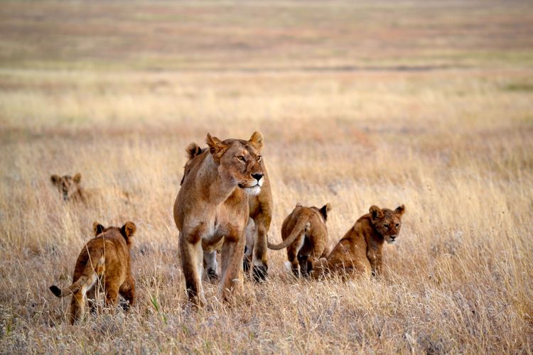 Big pride namiri plains serengeti tanzania yellow zebra safaris