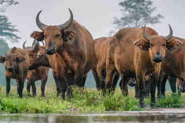 forest buffalo odzala discovery camps  congo yellow zebra safaris