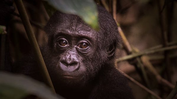 gorilla trekking odzala discovery camps  congo yellow zebra safaris