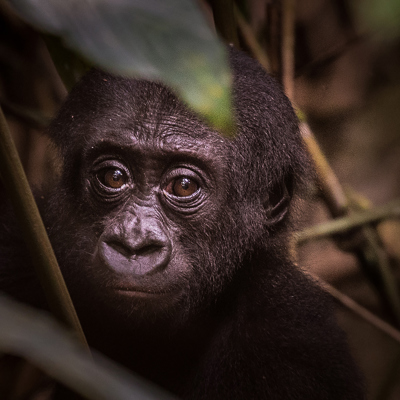 gorilla trekking odzala discovery camps  congo yellow zebra safaris