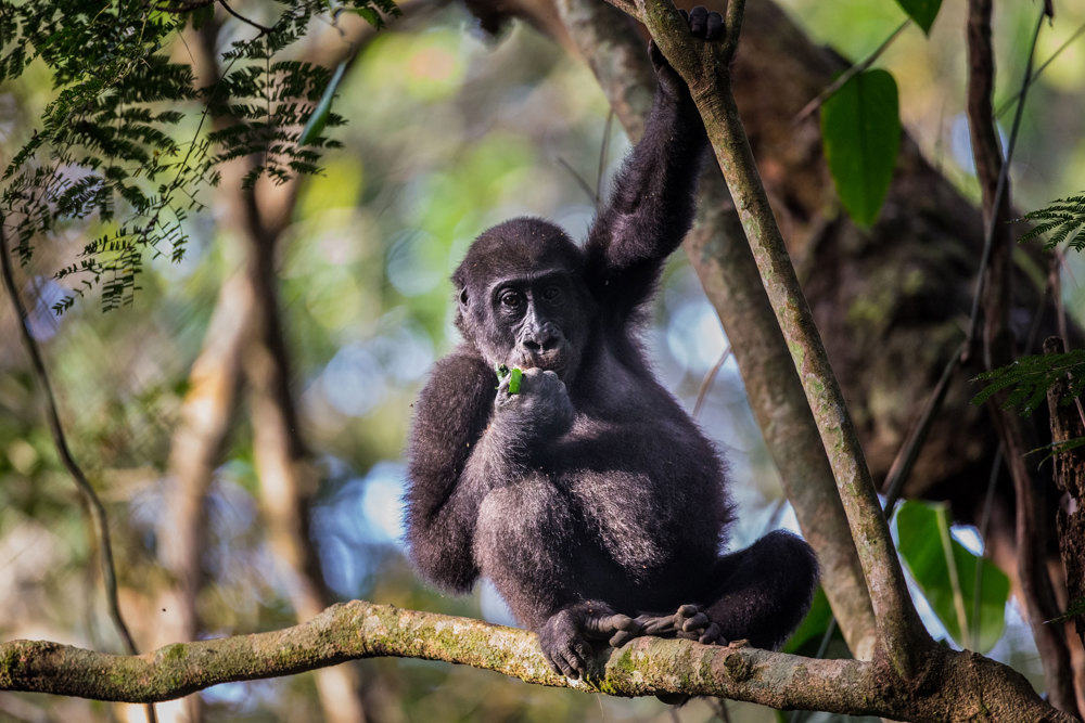 lowland gorilla odzala discovery camps  congo yellow zebra safaris