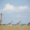 Singita Faru Faru Lodge Game Drive Giraffes
