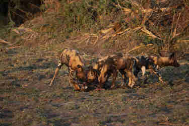 battle of botswana emma yellow zebra safaris 1