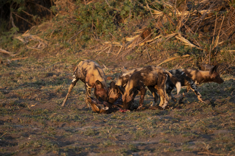 battle of botswana emma yellow zebra safaris 1
