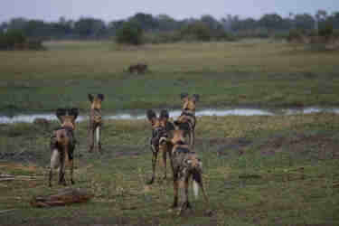 battle of botswana emma yellow zebra safaris 2
