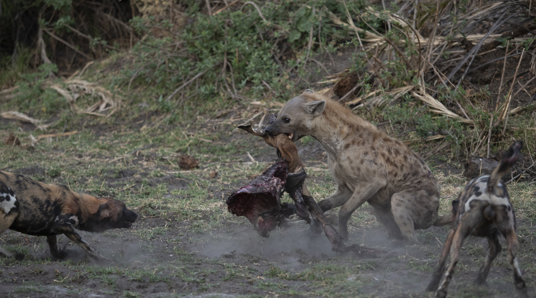 battle of botswana emma yellow zebra safaris 3