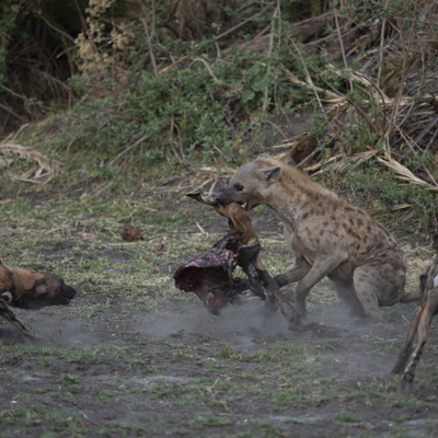 battle of botswana emma yellow zebra safaris 3