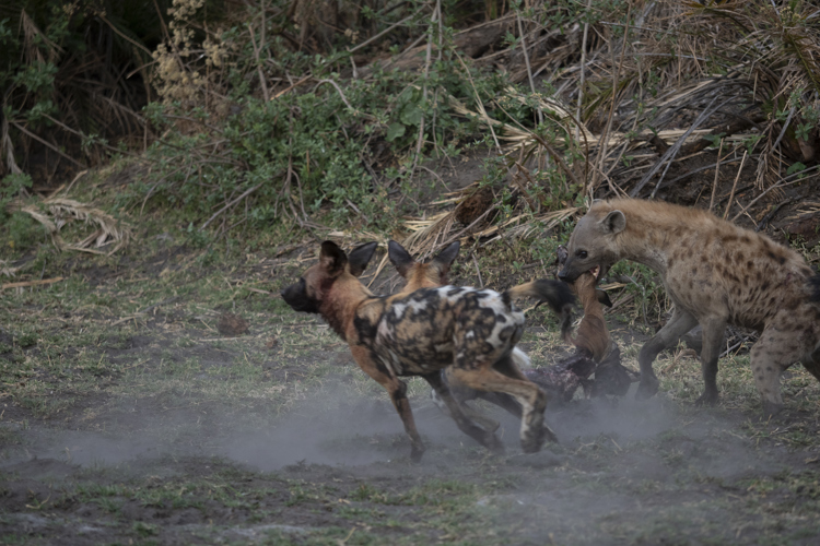 battle of botswana emma yellow zebra safaris 4