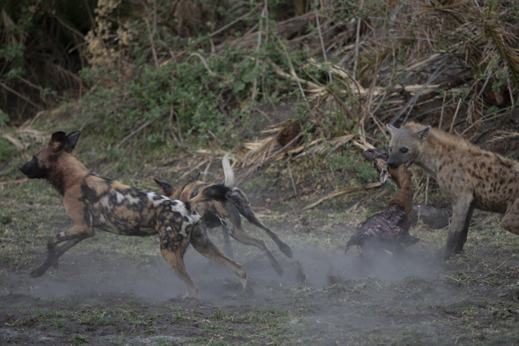 battle of botswana emma yellow zebra safaris 5