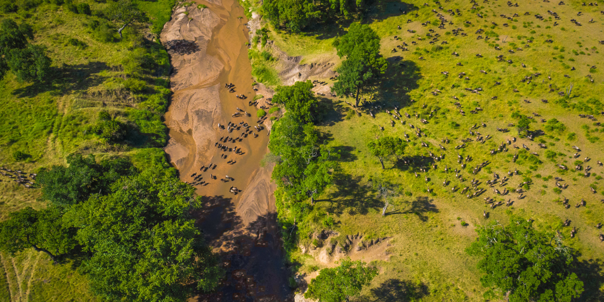 ariel view of the great migration kenya
