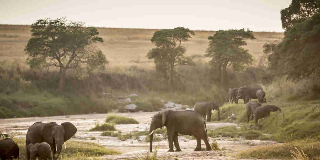 Elephants on the Sand river Kenya