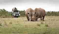 solio lodge wildlife kenya