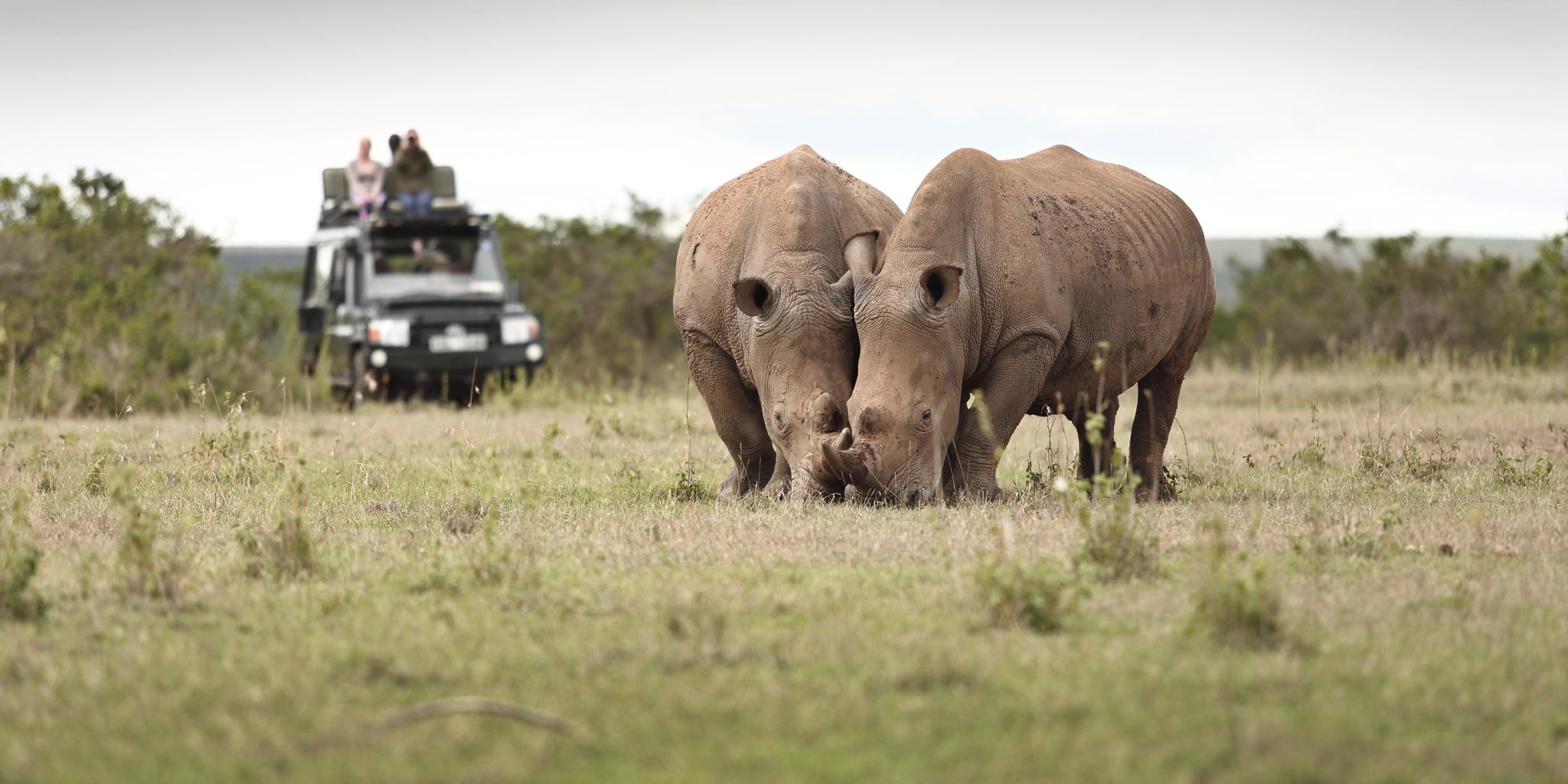 solio lodge wildlife kenya