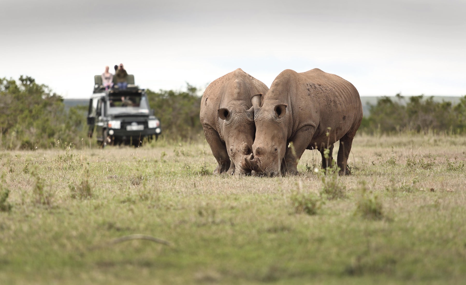 solio lodge wildlife kenya