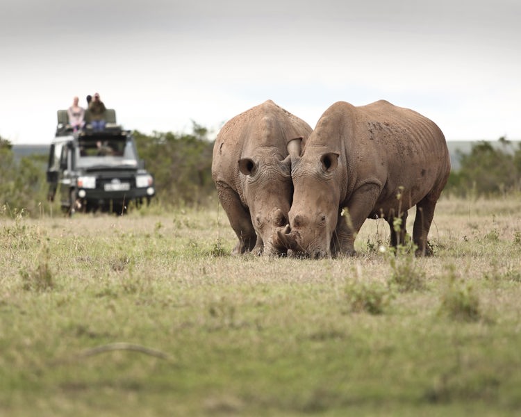 solio lodge wildlife kenya