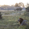 Botswana Lion at Sunrise