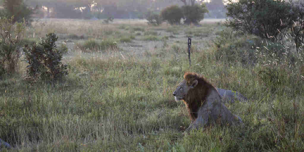 Botswana Lion at Sunrise