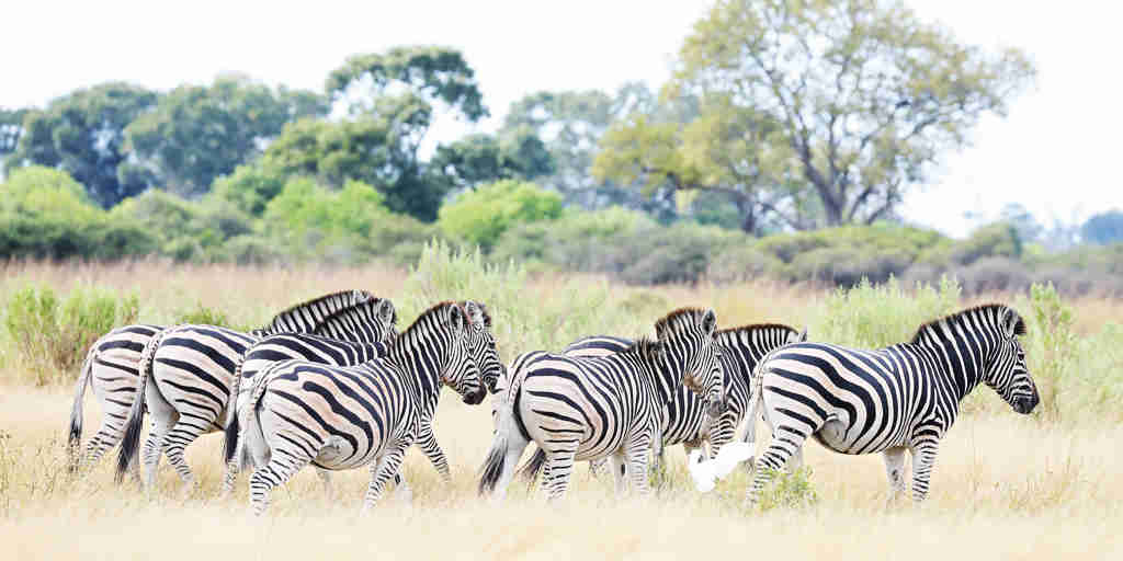 Zebras Botswana