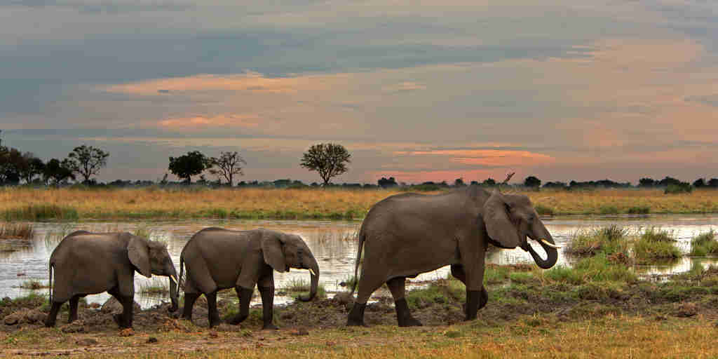 kwando lagoon elephants