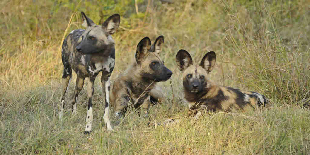 kwando lebala wild dogs