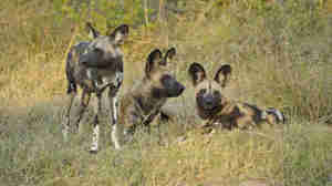 kwando lebala wild dogs
