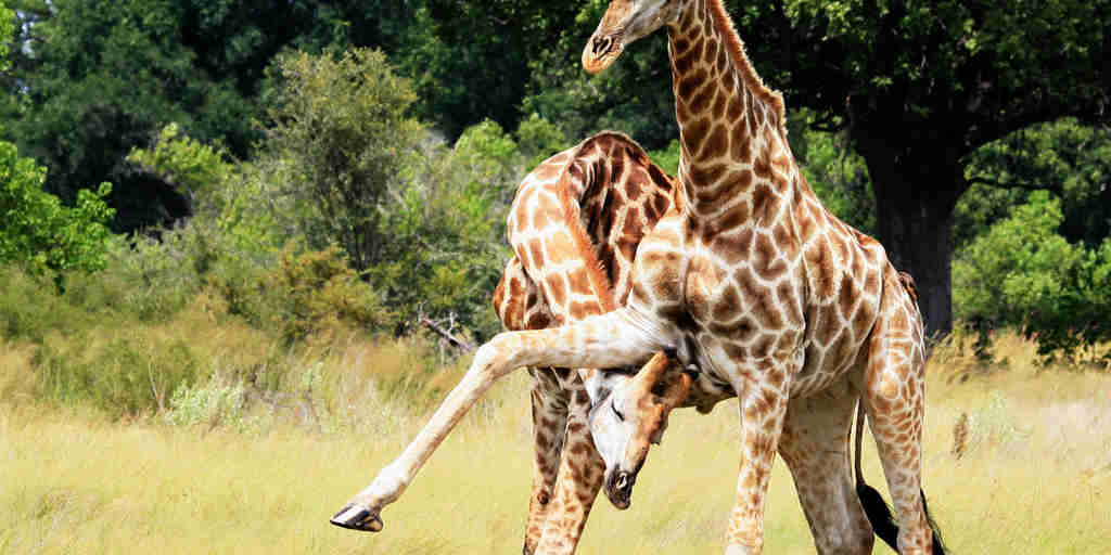 kwando lebala giraffe fight