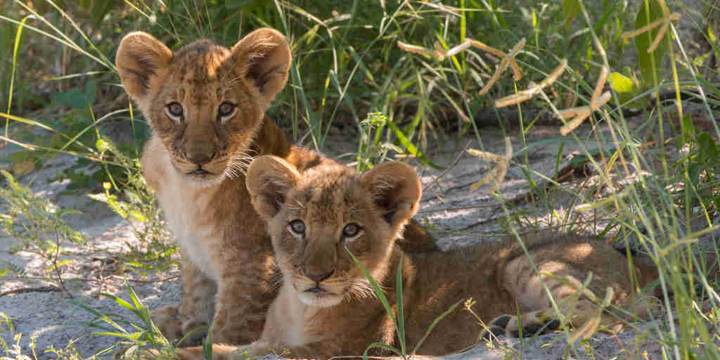 kwando lebala lion cubs
