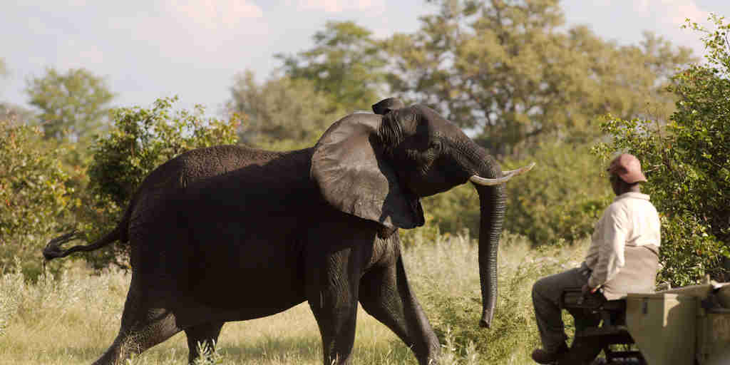 kwando lebala tracker and elephant
