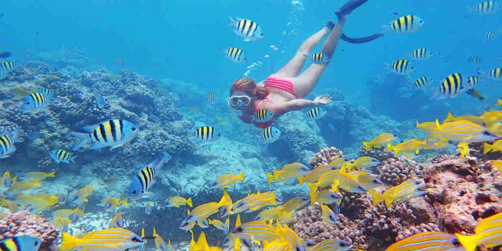 BlueSafari alphonse snorkelling seychelles