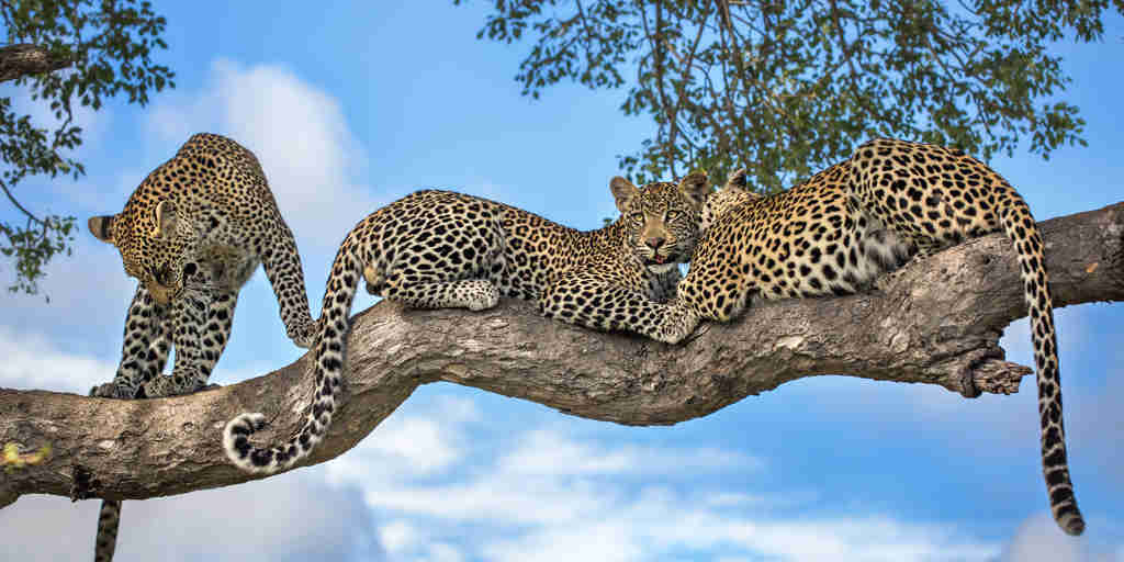 Motswari Private Game Reserve Leopard