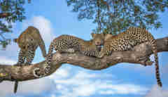 Motswari Private Game Reserve Leopard