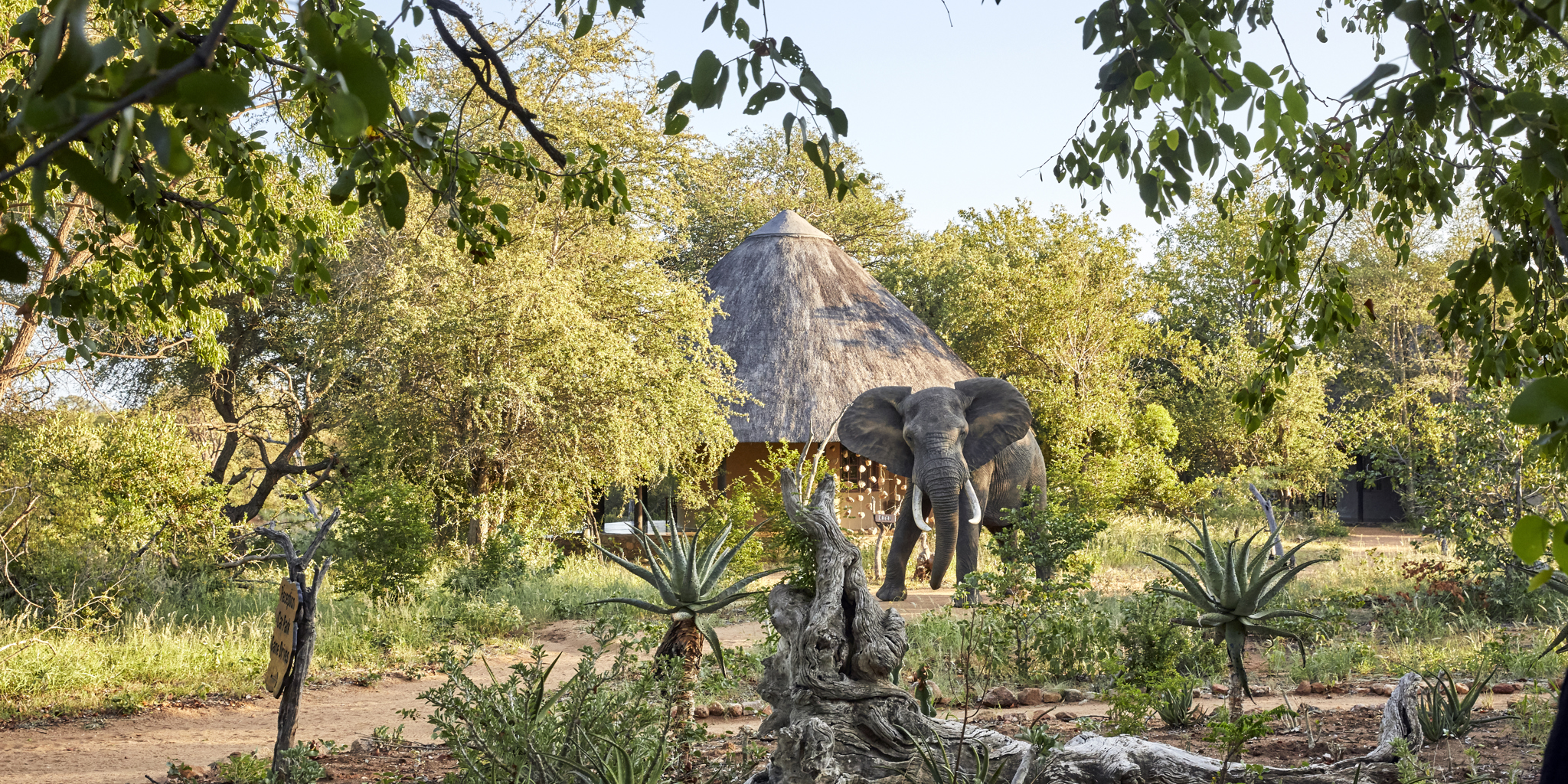 Motswari Private Game Reserve Elephant