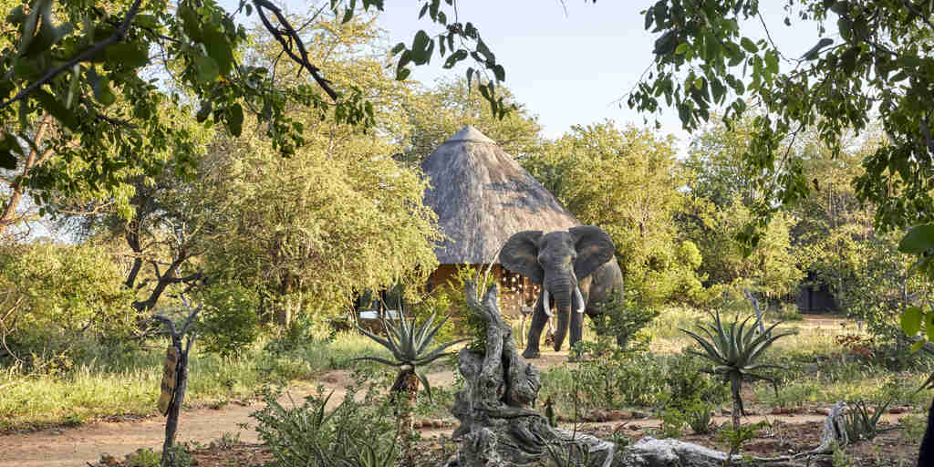 Motswari Private Game Reserve Elephant