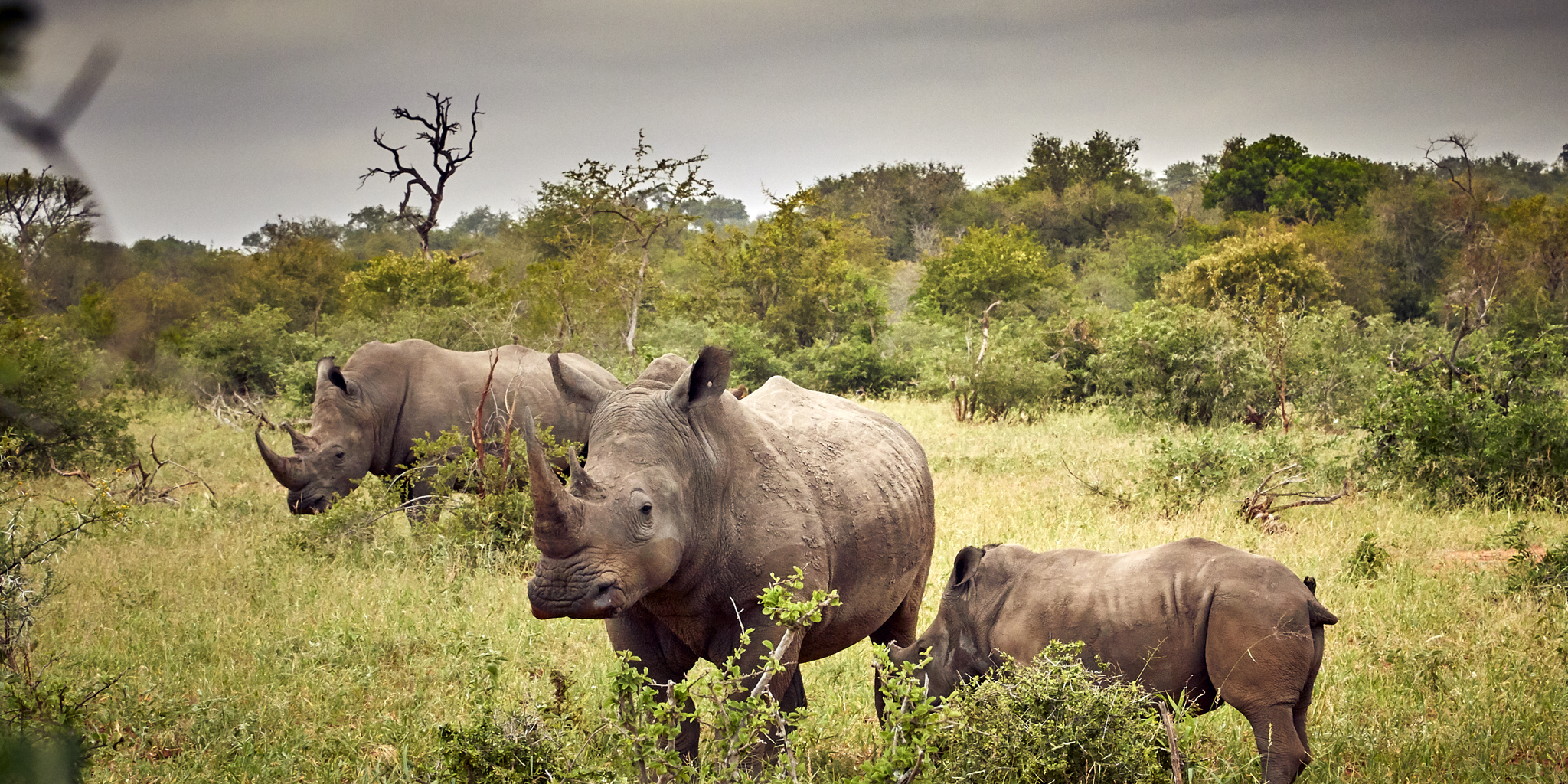 Motswari Private Game Reserve Game Drives