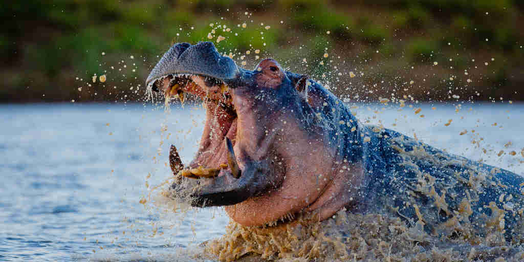 Motswari Private Game Reserve Hippo