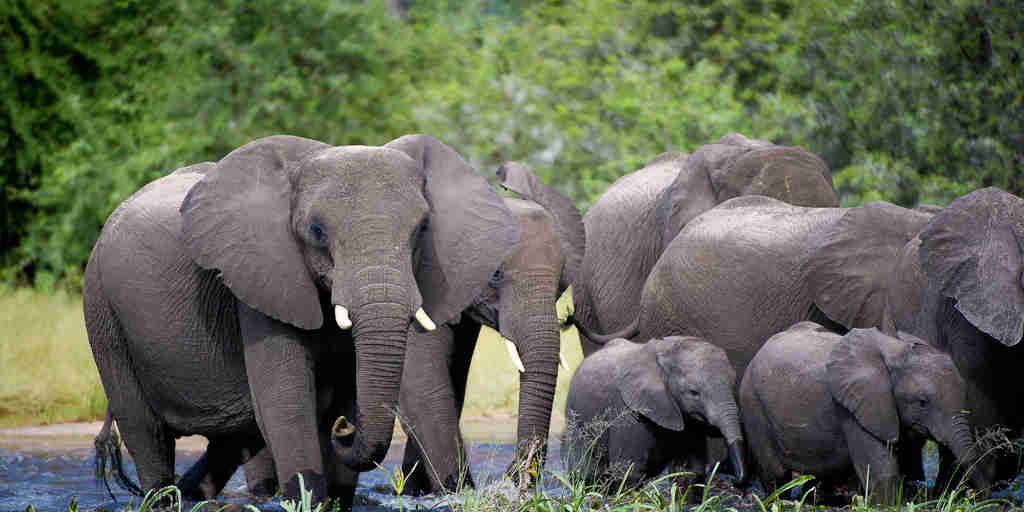 Pelo Camp elephants