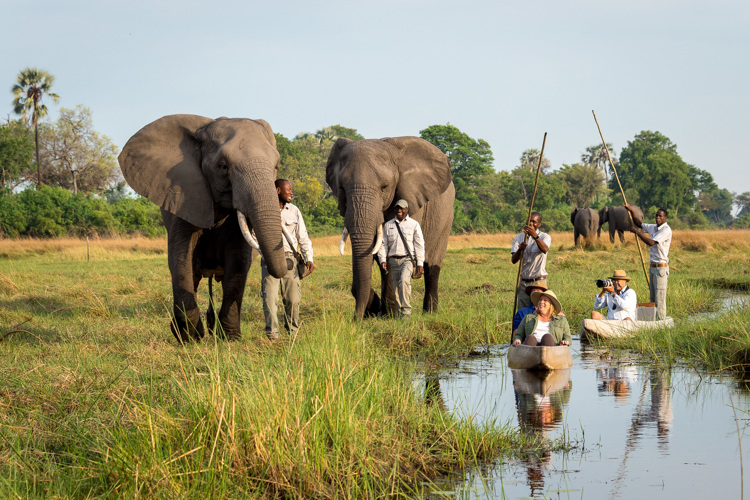 abu camp botswana elephants