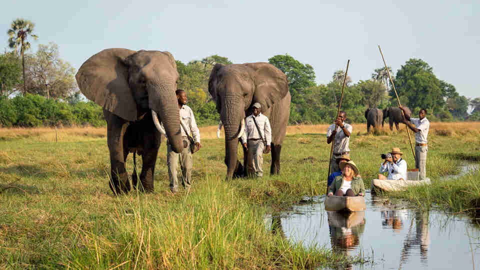 abu camp botswana elephants