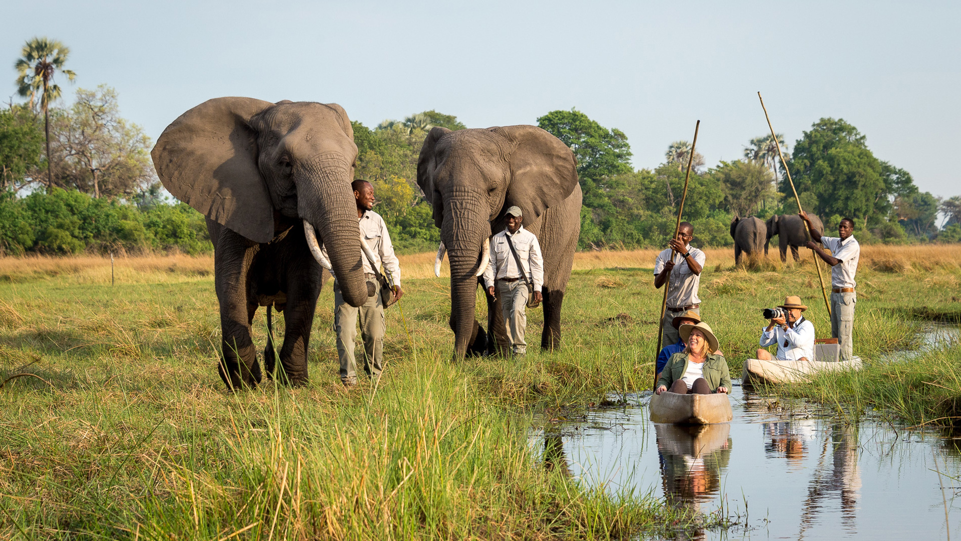 abu camp botswana elephants
